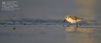 sandpiper, spoon-billed026.jpg