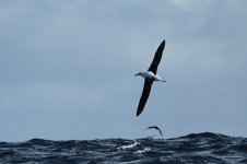 Northern Royal Albatross za 1.jpg