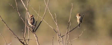 Common Reed and Pallas's Reed Bunting 848943.jpg