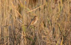 Common Reed Bunting.jpg