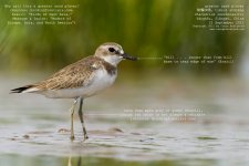 plover, greater sand005a.jpg