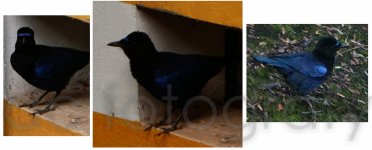 Blue colored Bird-1.jpg
