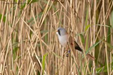 beardedTit_280912e.jpg