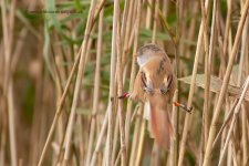 beardedTit_280912a.jpg