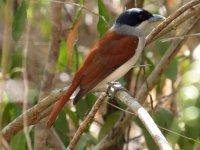 Rufous Vanga fem.JPG