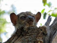 Milne-Edward's Sportive-Lemur.JPG