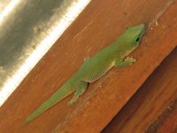 Phelsuma modesta.JPG