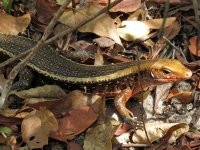 BT Girdled-Lizard 2.JPG