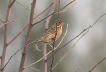 Chestnut-eared Bunting.jpg