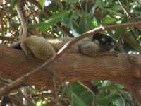Common Brown Lemur 2.JPG