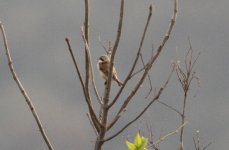 Chinese Penduline Tit.jpg