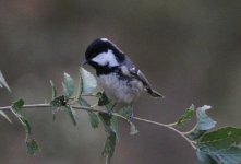 Coal Tit.jpg