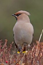 Waxwing1.jpg