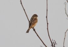 Pallas's Reed Bunting.jpg