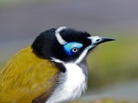 Blue Faced Honeyeater.JPG