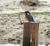 common kingfisher sx50hs 2x IMG_3434.jpg