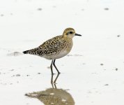 pacific golden plover D800  N8D_4734.jpg