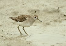 wood sandpiper  c N8D_5062.jpg