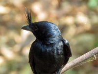 Crested Drongo2.JPG