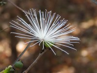 Ankarafantsika  bloom.JPG