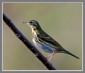 Olive-Backed-Pipit-XL.jpg
