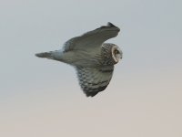 Short Eared Owl_G9A1140.jpg