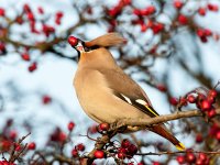 Waxwing eating berry 3s.jpg