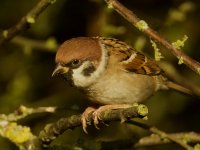 Tree Sparrow_MG_4063.jpg