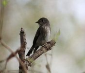 Dark-sided Flycatcher.jpg