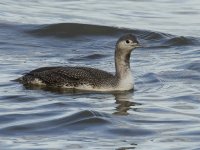 Red Throated Diver_MG_5053.jpg