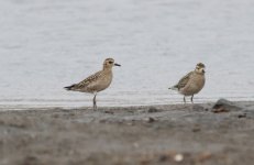 Pacific Golden Plover.jpg