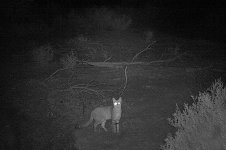 African Wild Cat CAM za.jpg