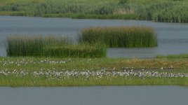 shorebirds roost scrape D800_N8D2553.jpg