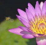 bee flight waterlily D800 300mm_N8D2868.jpg