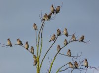 waxwings s1.jpg