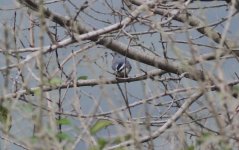 Chinese Nuthatch 2.jpg