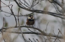 Varied Tit.jpg