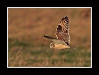Short-eared-owl1.jpg