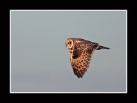 Short-eared-owl3.jpg