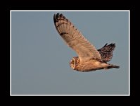 Short-eared-owl4.jpg