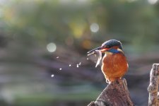 Kingfisher 5 compressed.jpg