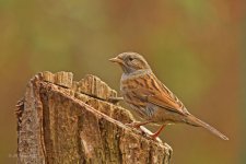 Dunnock IMG_0043.jpg