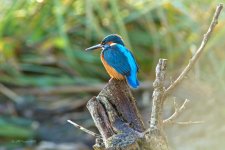 Kingfisher I IMG_0408.jpg