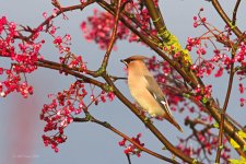 Waxwing I IMG_0005.jpg