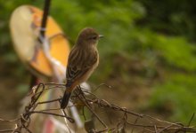 DSCN2397 Stejneger's Stonechat.jpg