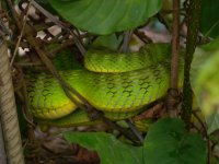 DSCN2386 Bamboo Snake.jpg