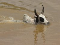 Zebu swimming.JPG