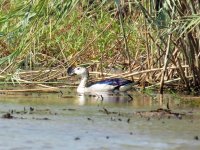 Comb Duck.JPG