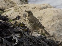 Rock Pipit_G9A3621.jpg