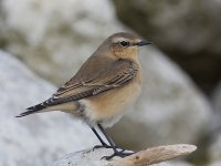 WheatearWG9A3527.jpg